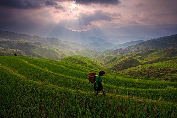 a Chinese peasant walks on rice terraces