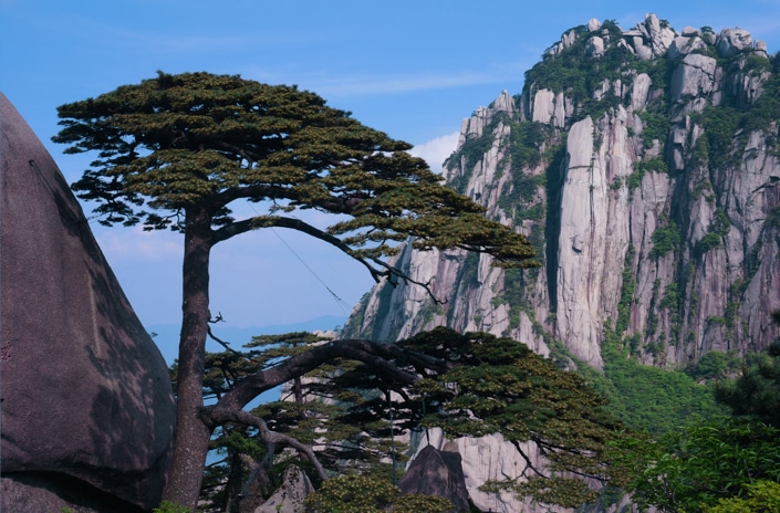 a pine tree in Huangshan, one of the best places to visit in China