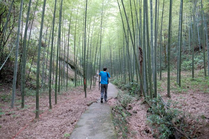 a man in a blue shirt walking down a path away from the camera amidst a forest of bamboo