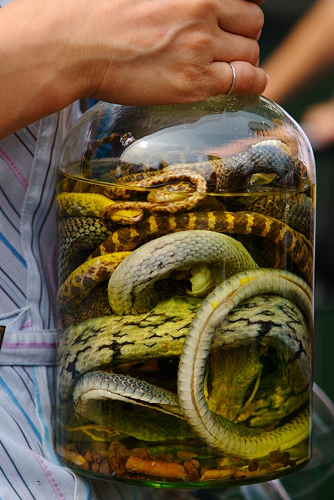 a bottle of snake wine