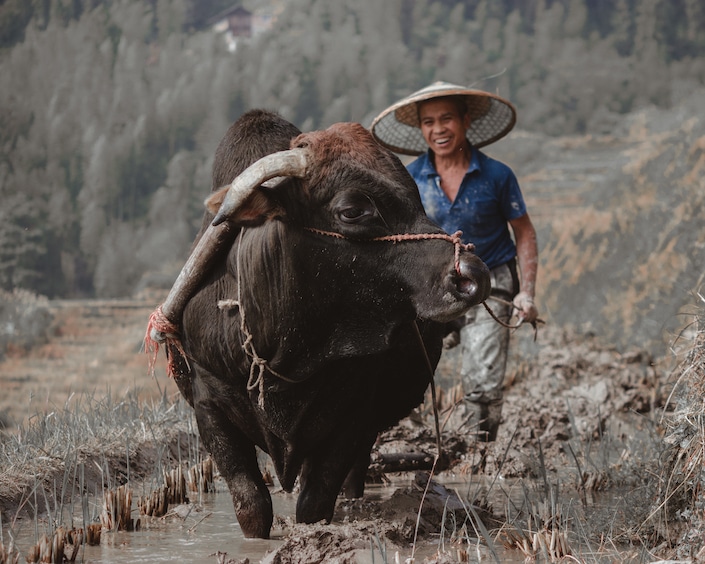 a Chinese farmer in a hat leading an ox through a muddy field