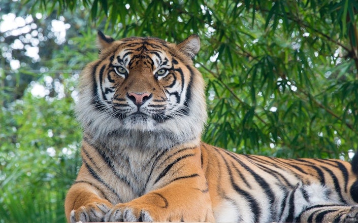a photograph of a tiger with trees in the background