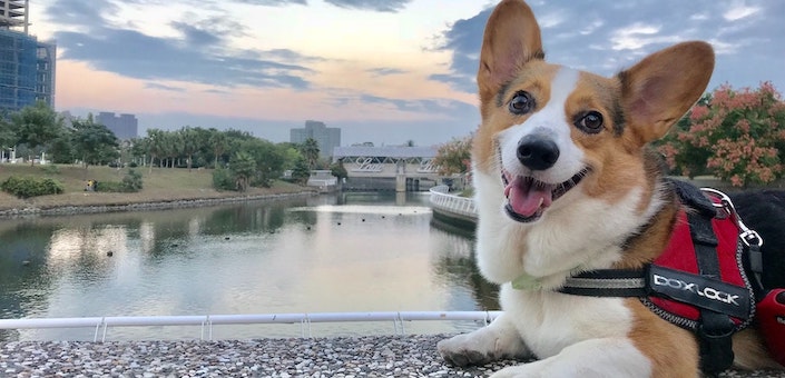 happy dog posing in front of a river