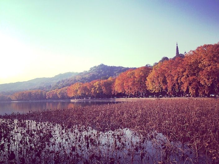 a scene from West Lake in Hanghzhou in the fall with orange trees and withered lotus blossoms